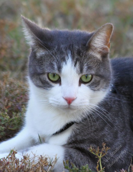 Glaring - IMG_8692.JPG