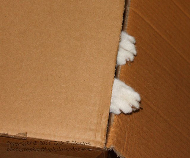 Paws - IMG_9941.JPG