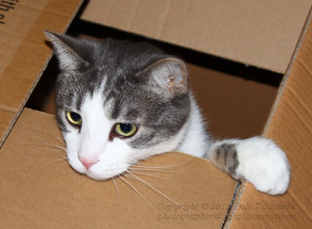 Buster-In-The-Box - IMG_9939.JPG
