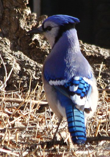 Blue Jay - IMG_0040.JPG