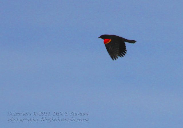 Red Winged Blackbird - IMG_0237.JPG