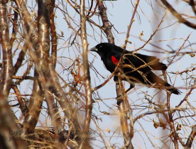 Red Winged Blackbird - IMG_0221.JPG