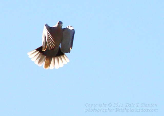 Euro-Collared Dove - IMG_1209.JPG