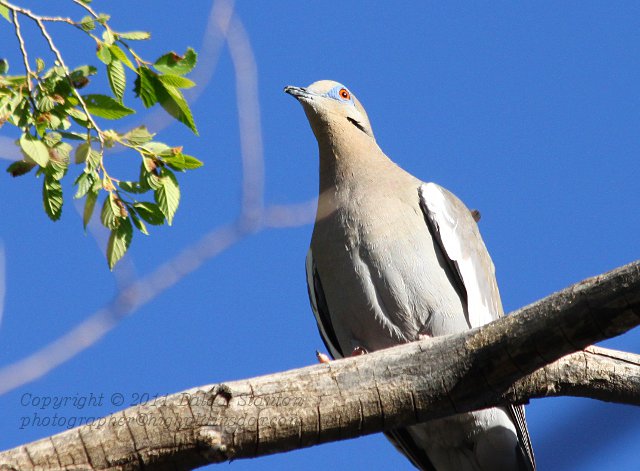 White-Winged Dove - IMG_1234.JPG