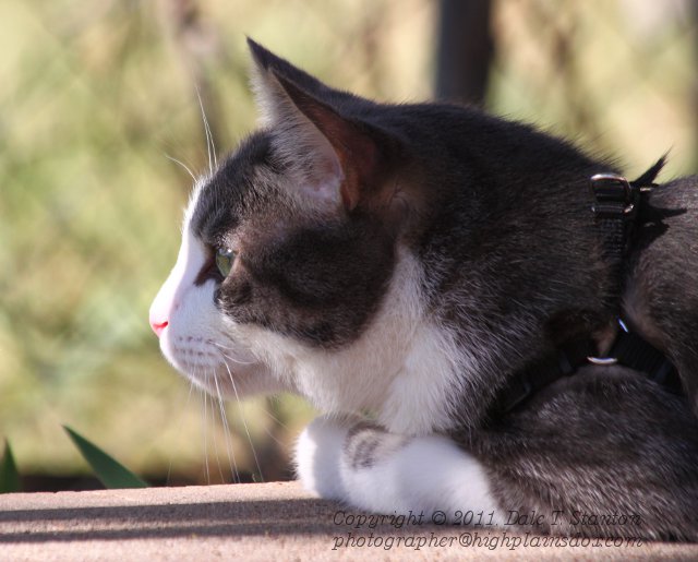 Buster - IMG_1182.JPG