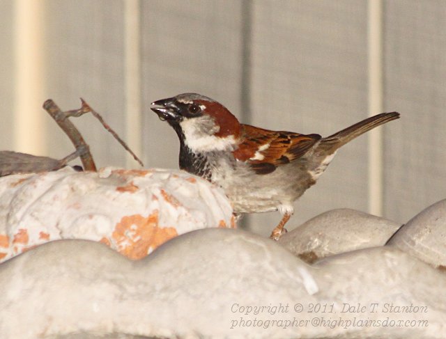 Sparrow - IMG_1249.JPG