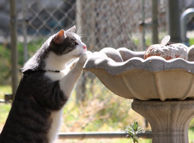 Buster Bird Bath - IMG_1494.JPG
