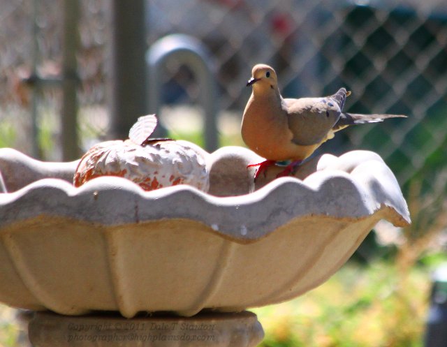 Mourning Dove - IMG_1480.JPG