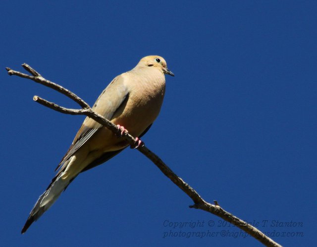 Mourning Dove - IMG_1649.JPG