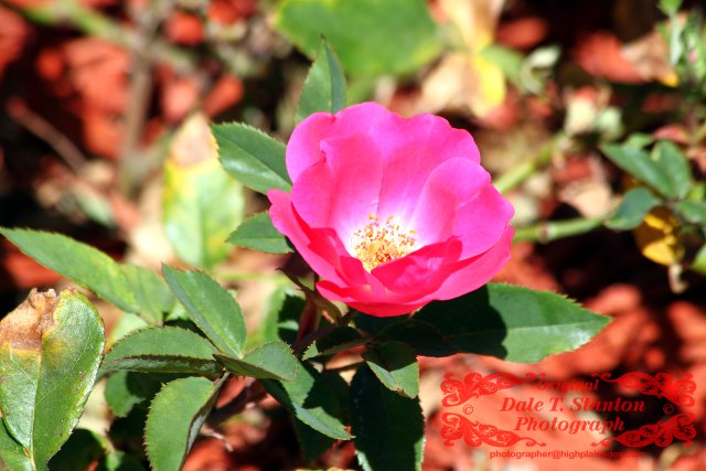 Knock Out Rose - IMG_1724.JPG
