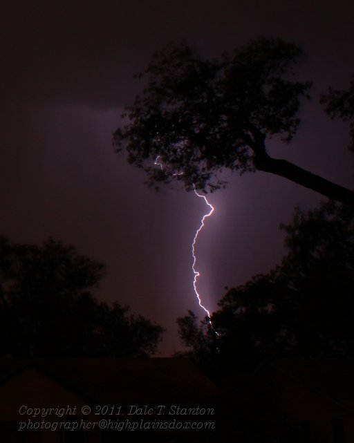Tree Revenge - IMG_4687.JPG