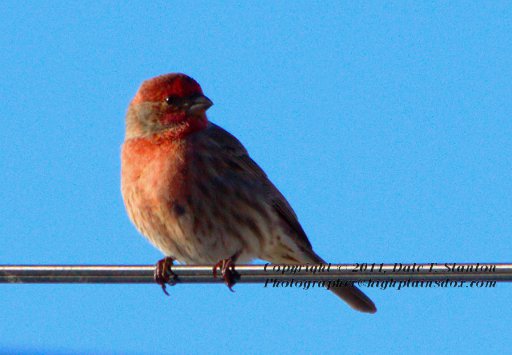 House Finch - IMG_6585.jpg