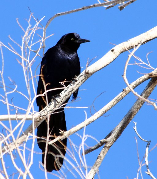 Great Tailed Grackle - IMG_6528.JPG