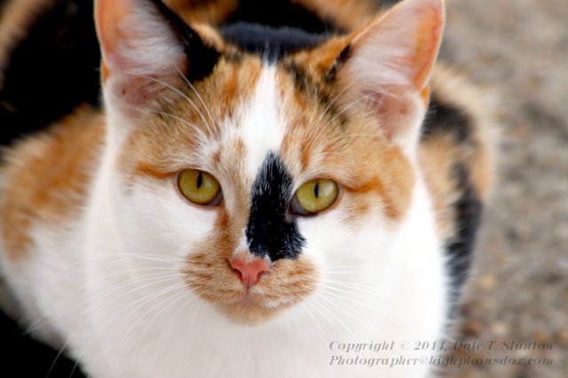 Calico - IMG_6608.JPG