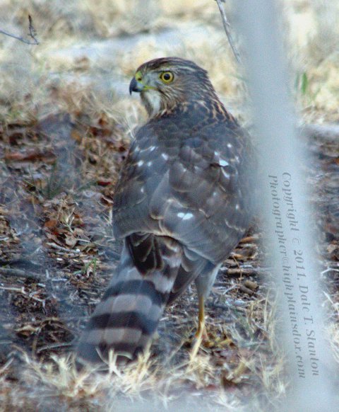 Cooper's Hawk - IMG_6796.jpg