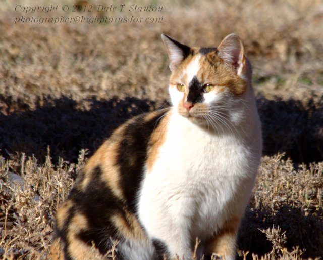 Calico - IMG_7009.jpg