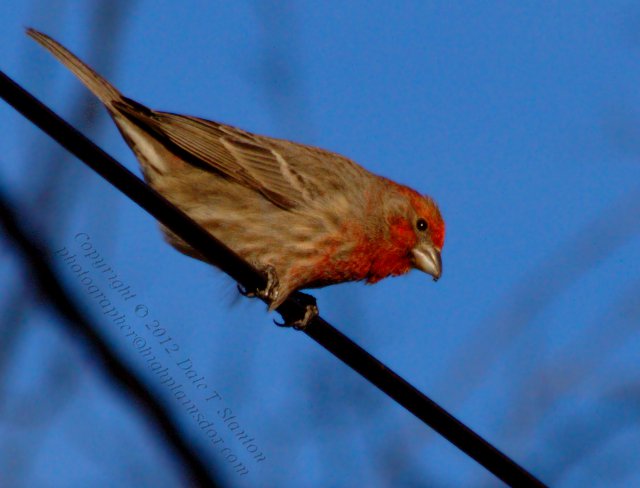 House Finch - IMG_7043.jpg