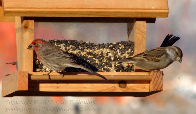 Punked Sparrow - IMG_7127.jpg
