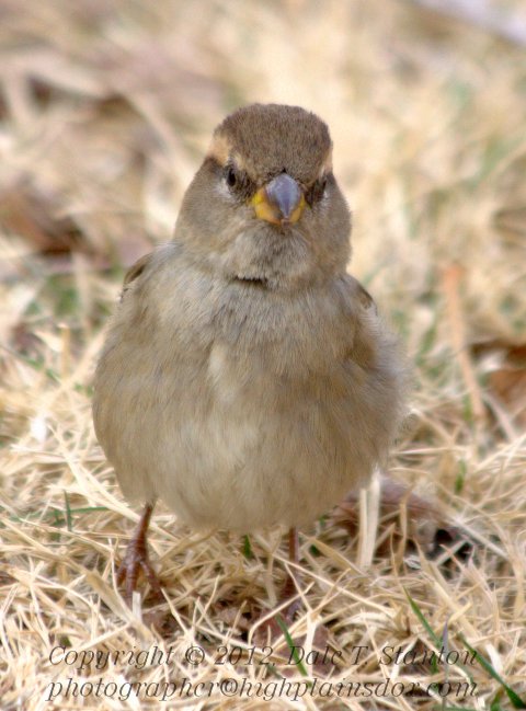 House Sparrow - IMG_7206.jpg