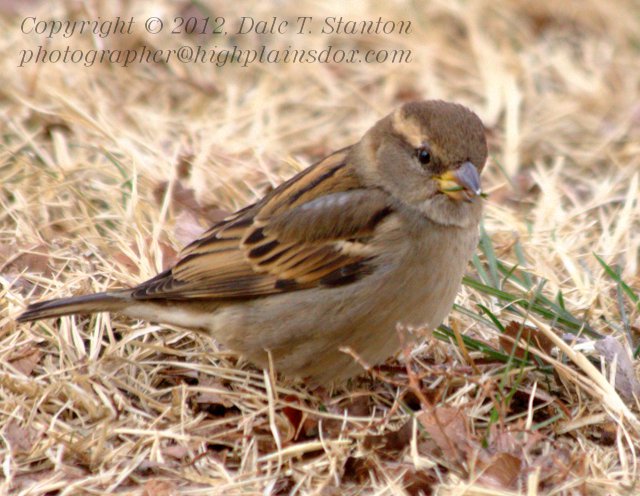Sparrow - IMG_7195.jpg