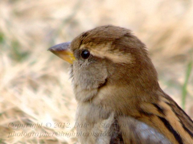 Sparrow Portrait - IMG_7208.jpg