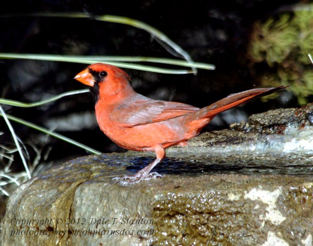 Cardinal - IMG_8038.jpg