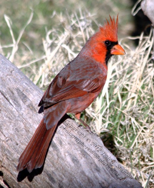Cardinal - IMG_8025.jpg