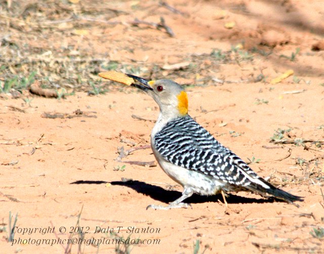 Golden Fronted Woodpecker - IMG_8000.jpg