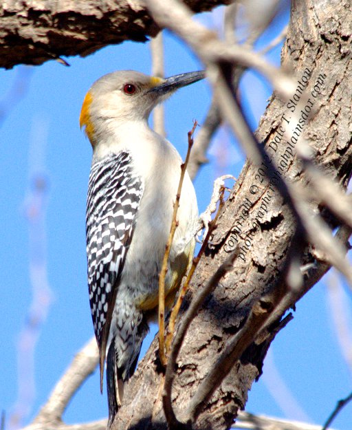 Golden Fronted Woodpecker - IMG_7991.jpg