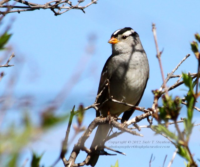 White Crowned Sparrow - IMG_8229.JPG