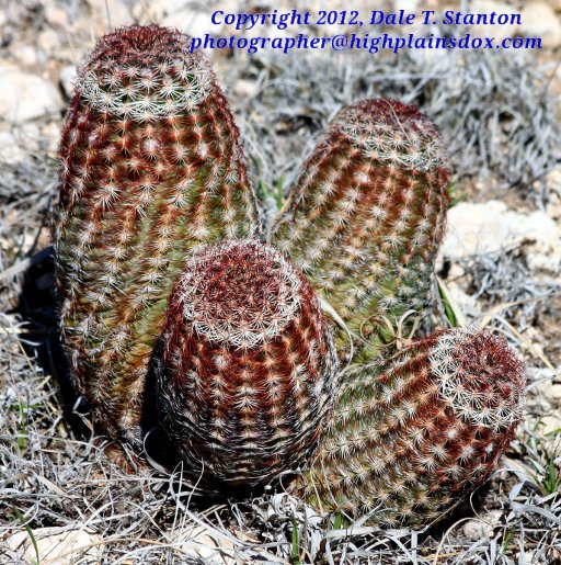 Barrel Cactus - IMG_8421.JPG