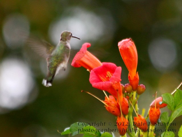 Hummingbird - IMG_0679.JPG