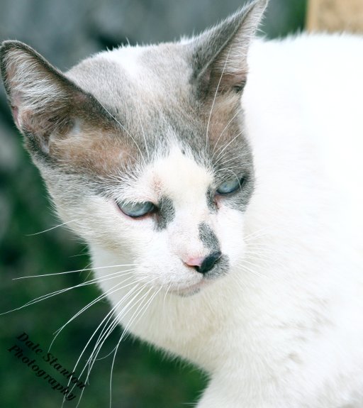 Grumpy - IMG_1648.JPG