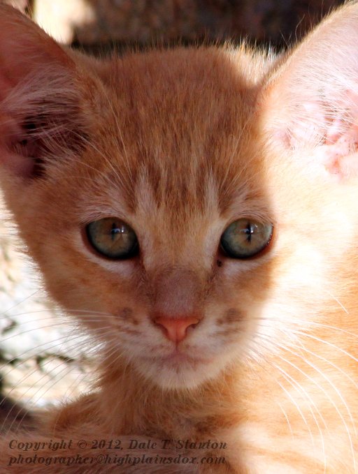 Calico's Kitten - IMG_1612.JPG