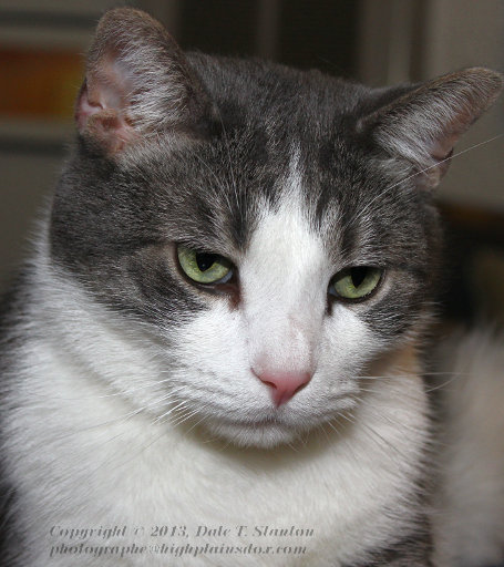 Buster Portrait - IMG_4024.JPG