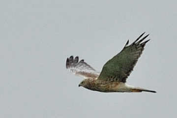 Eastern Marsh Harrier, Male