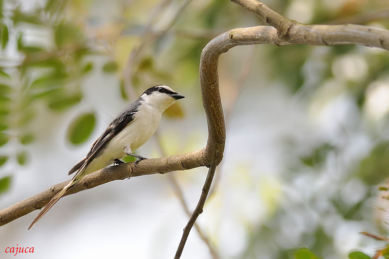 Ashy Minivet (Pericrocotus divaricatus)