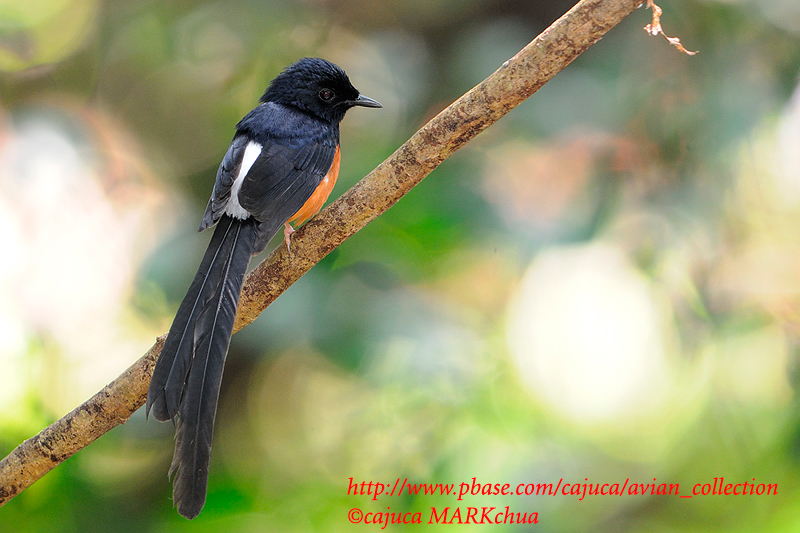 White-rumped Shama ( Copsychus malabaricus )
