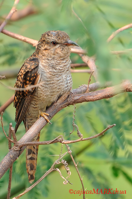 Plaintive Cuckoo ( Cacomantis merulinus )