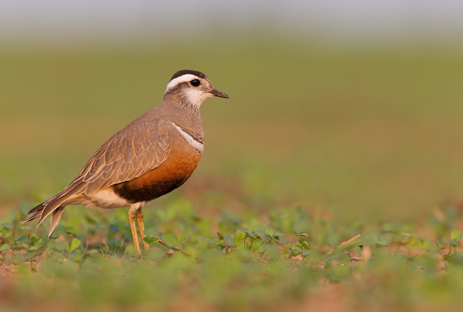 Dotterel / Morinelplevier