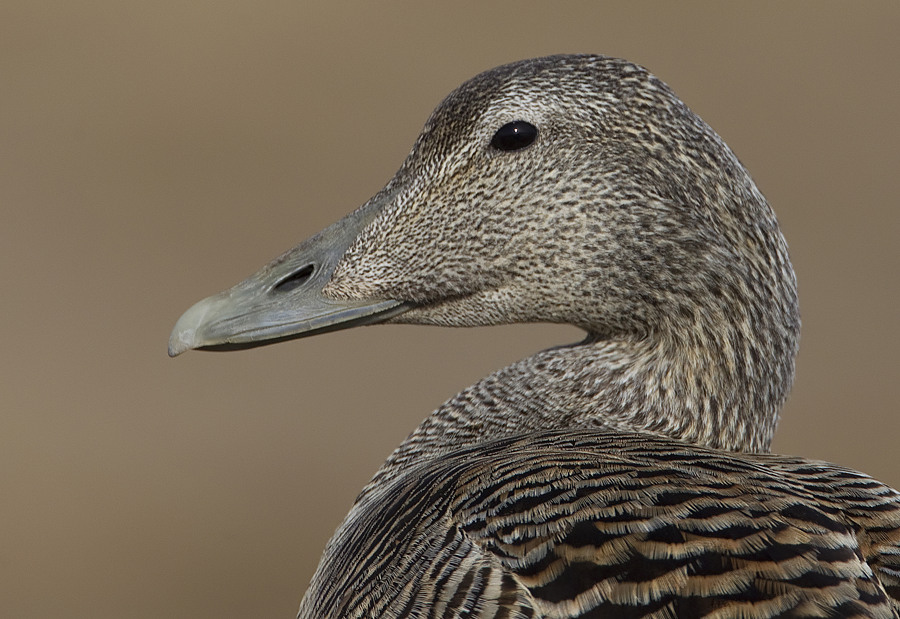 Northern Eider / Noordelijke Eider (Somateria mollissima borealis)