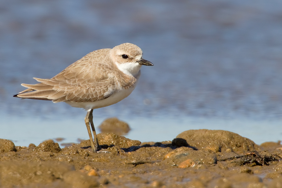 Greater sandplover / Woestijnplevier