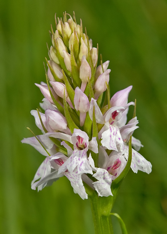 Common Spotted-orchid / Bosorchis