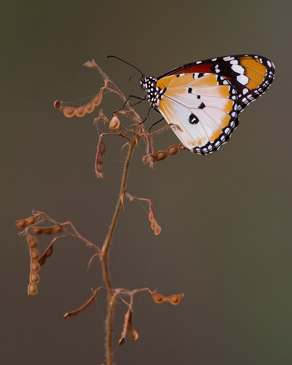 Plain tiger / Kleine monarchvlinder 