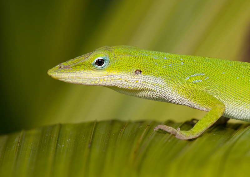 Green Anole / Roodkeel anolis