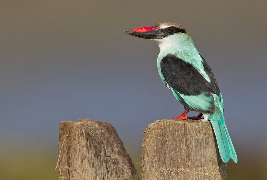 Blue- breasted Kingfisher / Teugelijsvogel