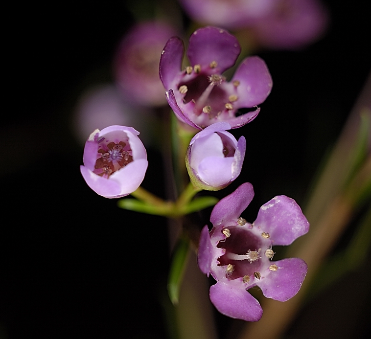 Resize of _DSC9765.jpg
