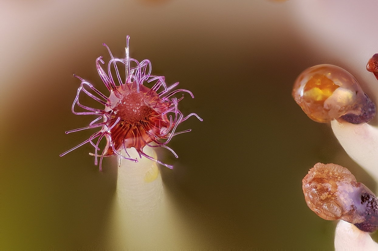 Resize of 2012-03-17-09.29.14 ZS PMax.jpg