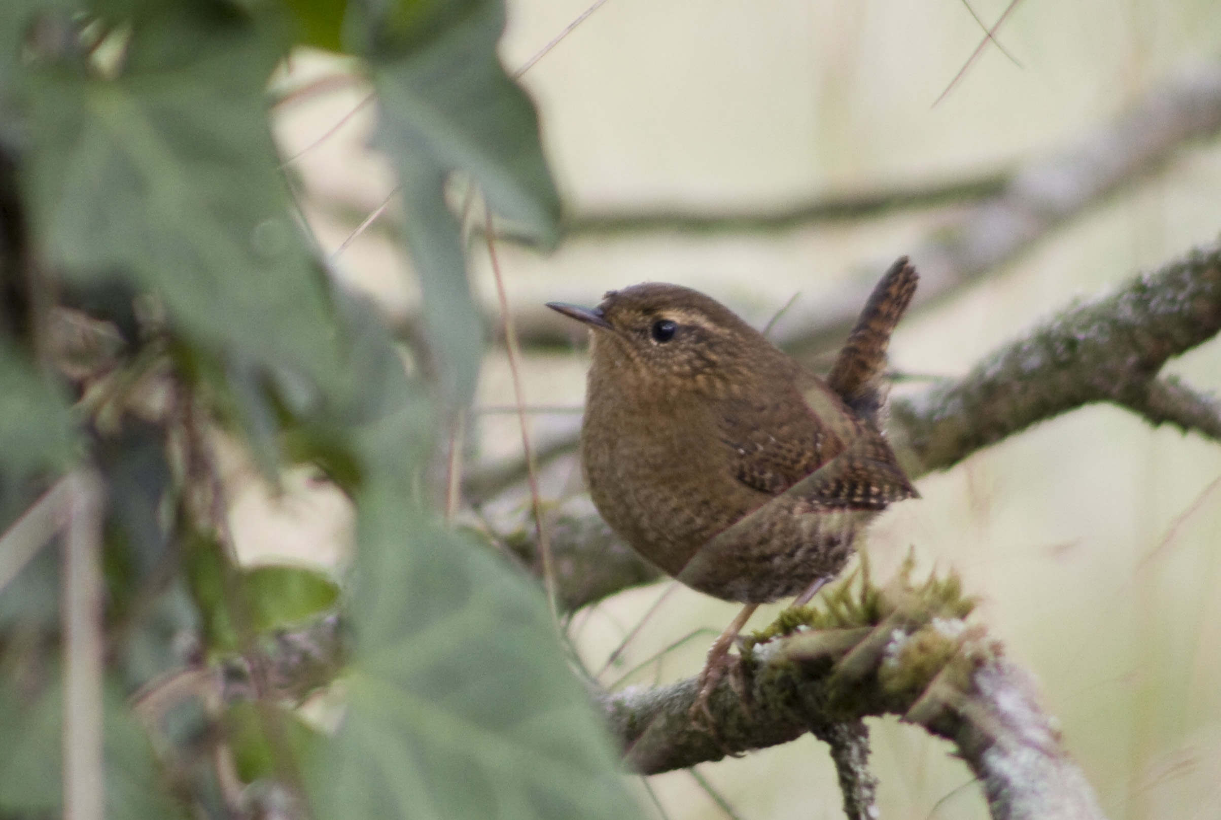 Pacific Wren