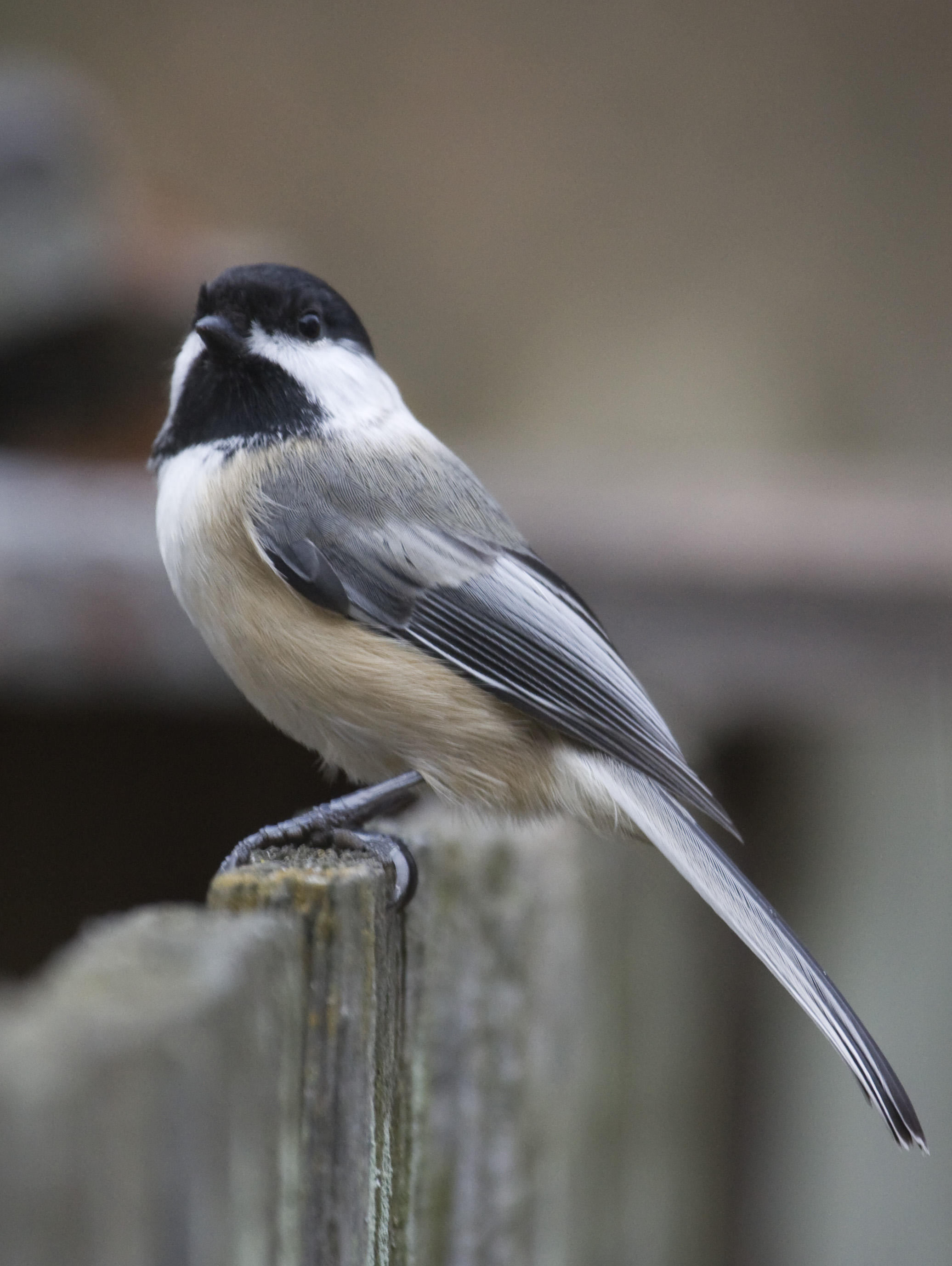 Black-capped Chickadee